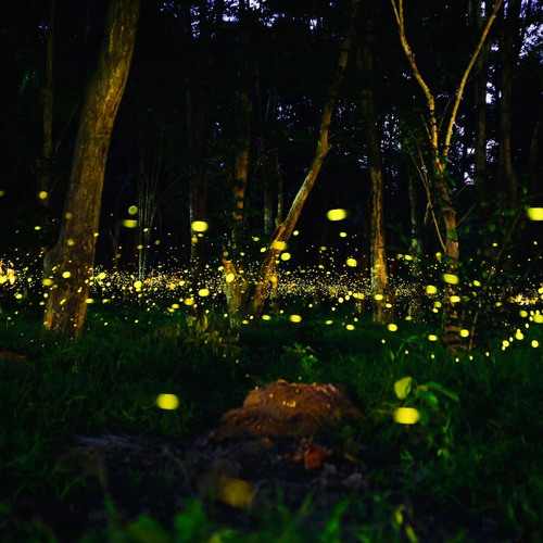 Noorderlicht gezien? Op deze plek vind je jouw volgende lichtspektakel