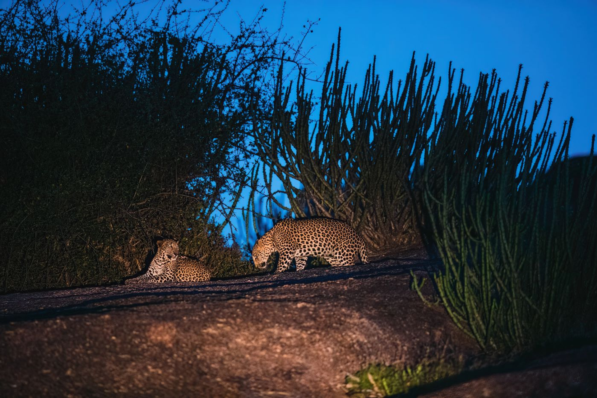 Chintan_Mehta-1699976061