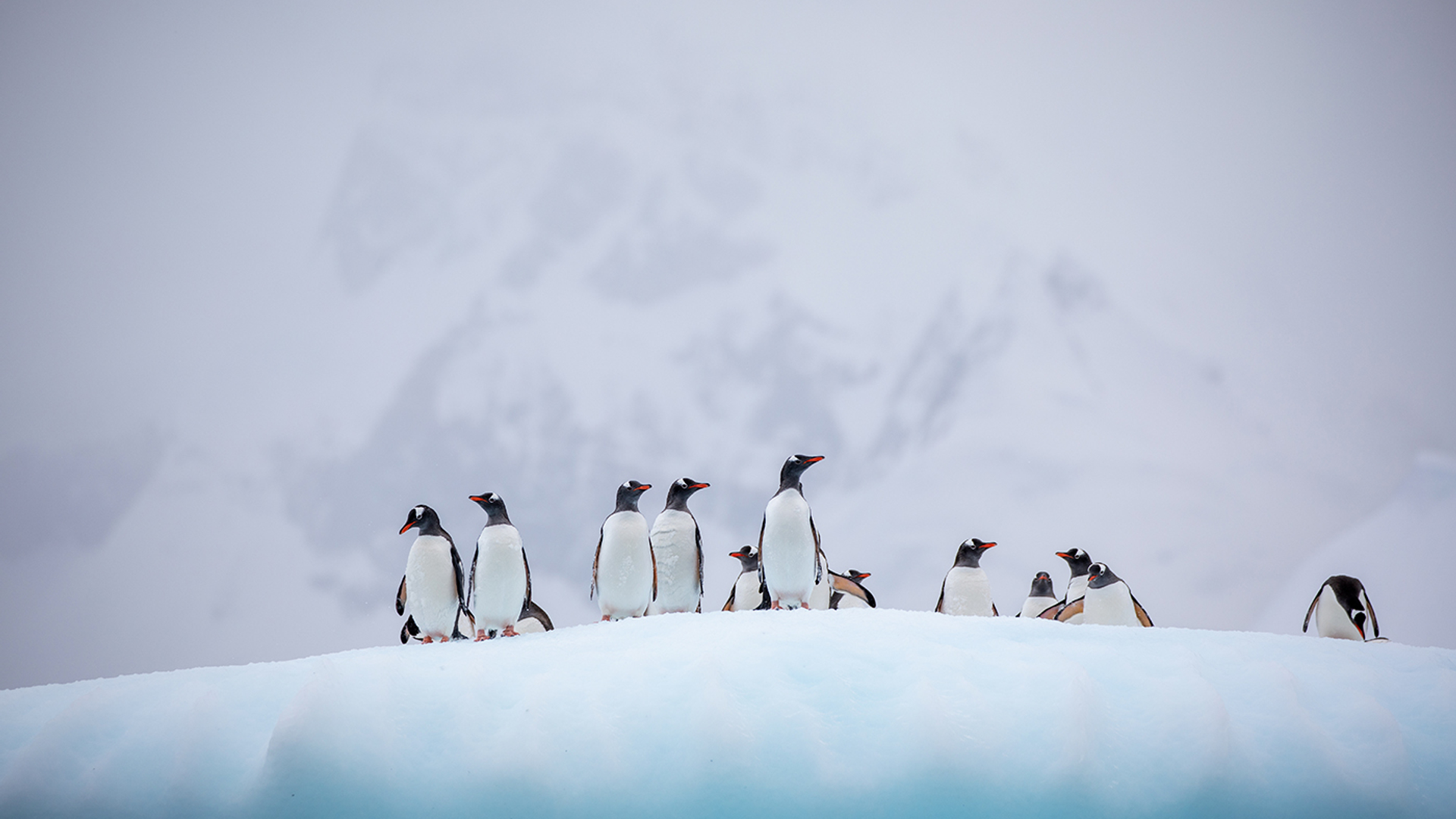 3OR_Antarctica_pinguins_ijskap_sneeuw-1657788423
