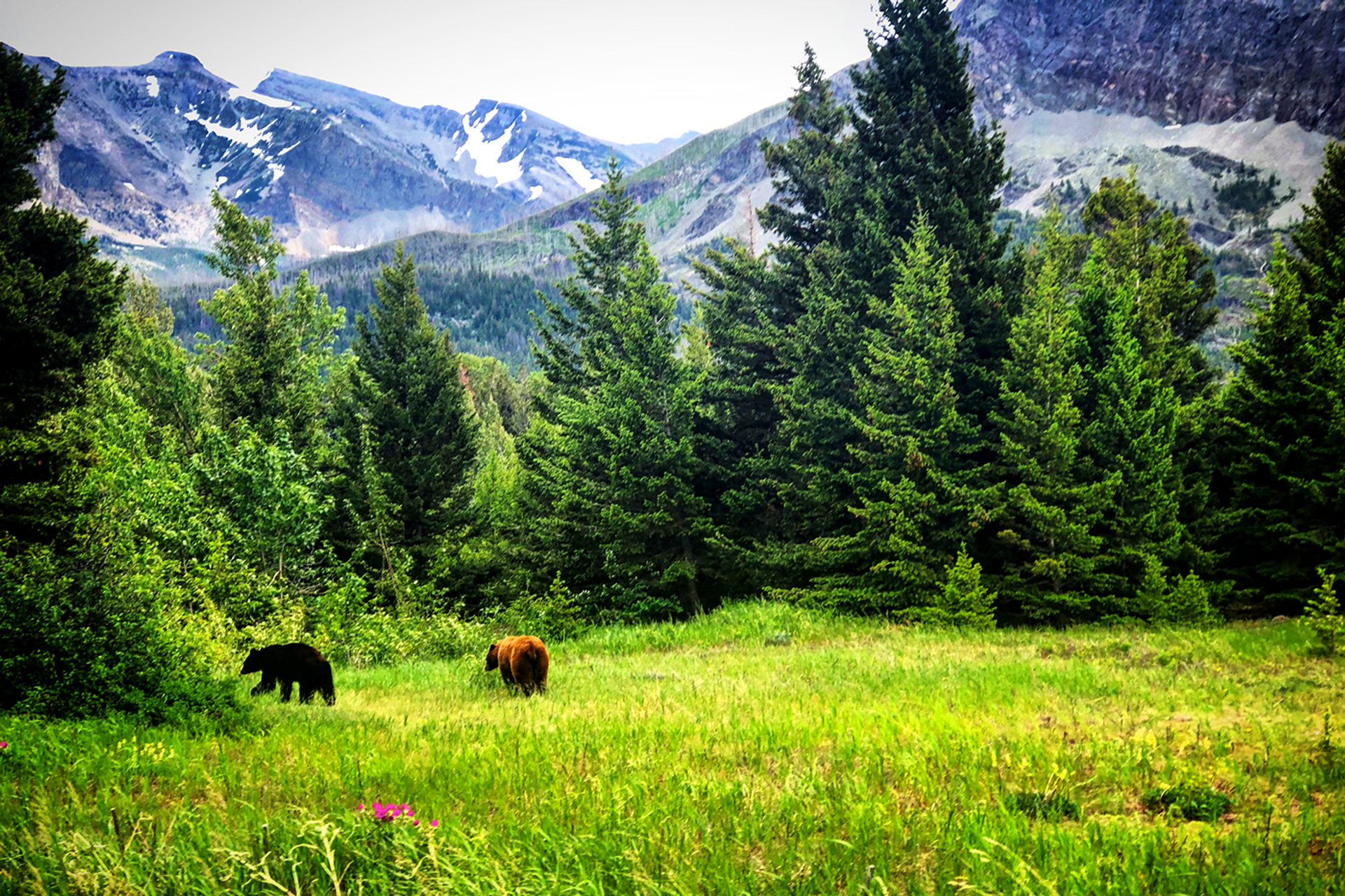 3OR_Grizzlies_in_Glacier_National_Park_Montana-1648120184