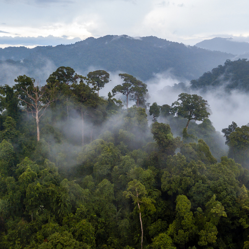 Eeuwenoud mysterie van verdwenen amazonestad lijkt eindelijk ontrafeld