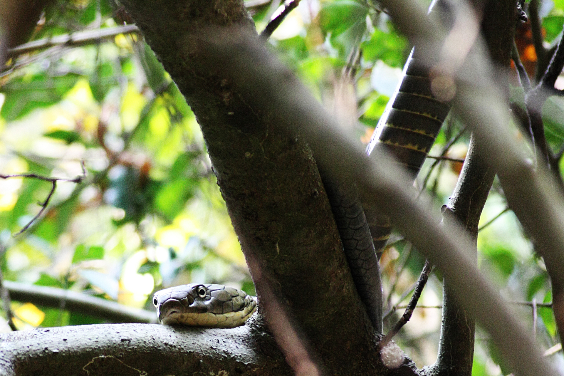 Eerste_koningscobra_in_boom_copyright_Jory_van_Thiel-1655383645