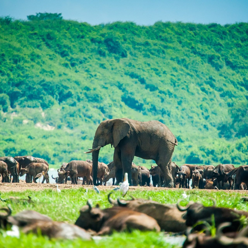 Queen Elizabeth National Park