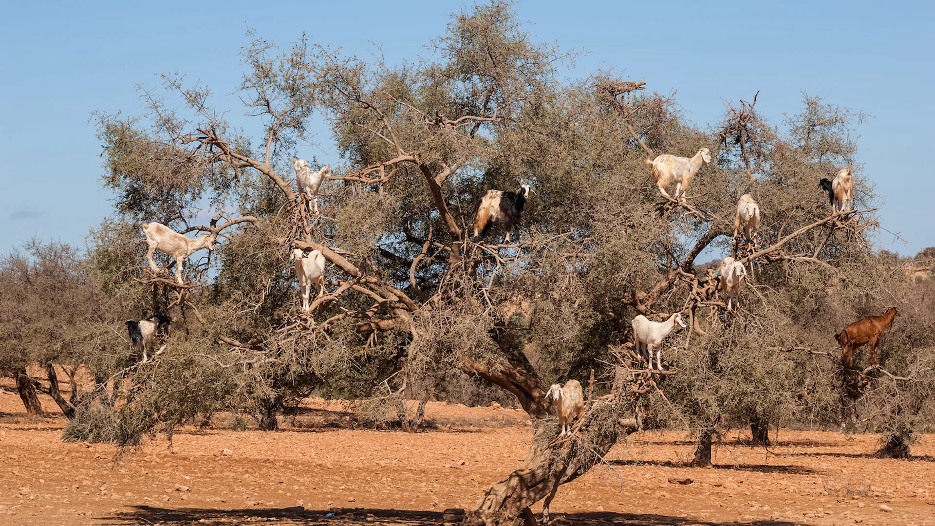 Zyankarlo___Shutterstock.com-1684226011