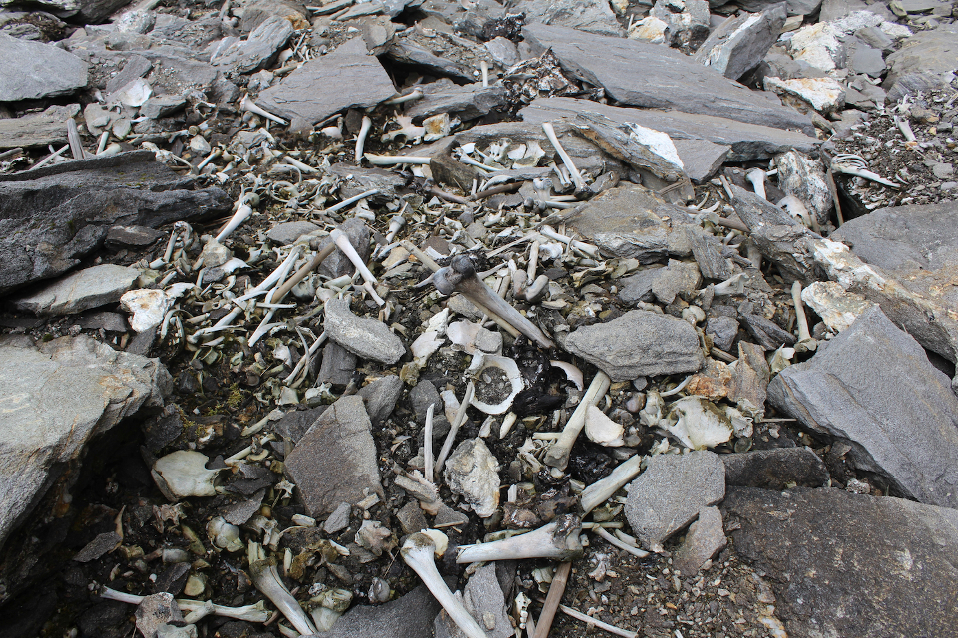 Awanish_Tirkey-1654780990