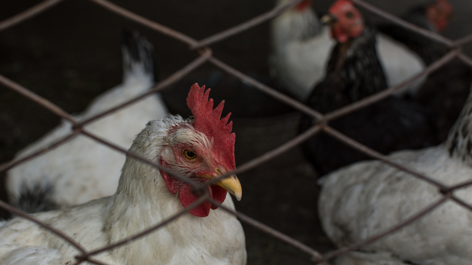 shutterstock_681126901-1696490723