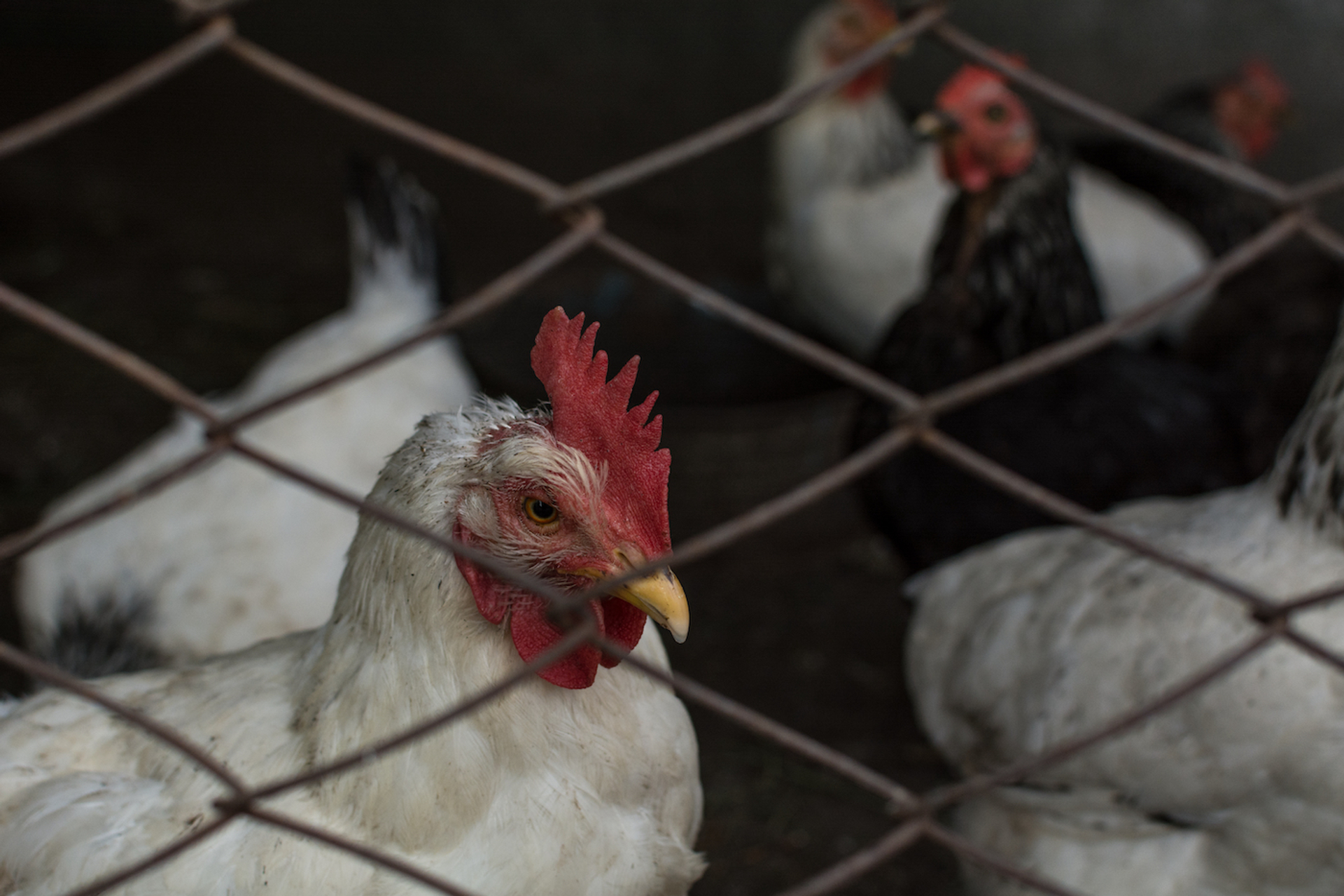 shutterstock_681126901-1696490723