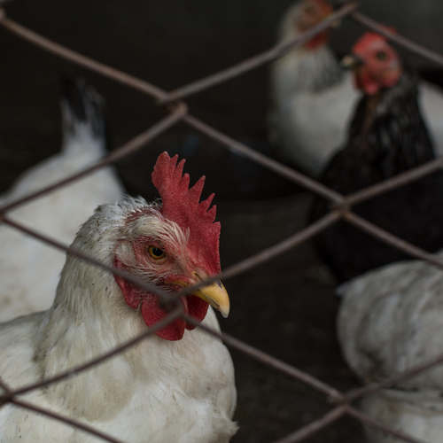 Alles voor je werkvisum: "Ik moest 88 dagen lang kippen slachten"