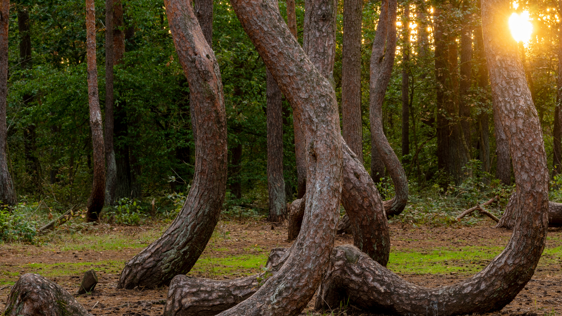 Thumnail_Eva_kopi_ren-1669907477