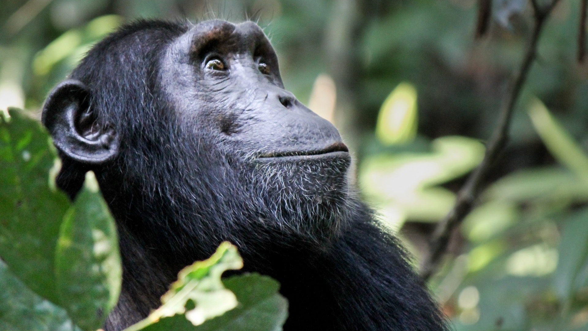 62d52354-6374-489f-bd5e-41e1487402af-1605103733