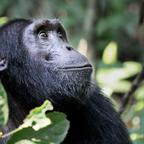 Kibale Forest & Jinja