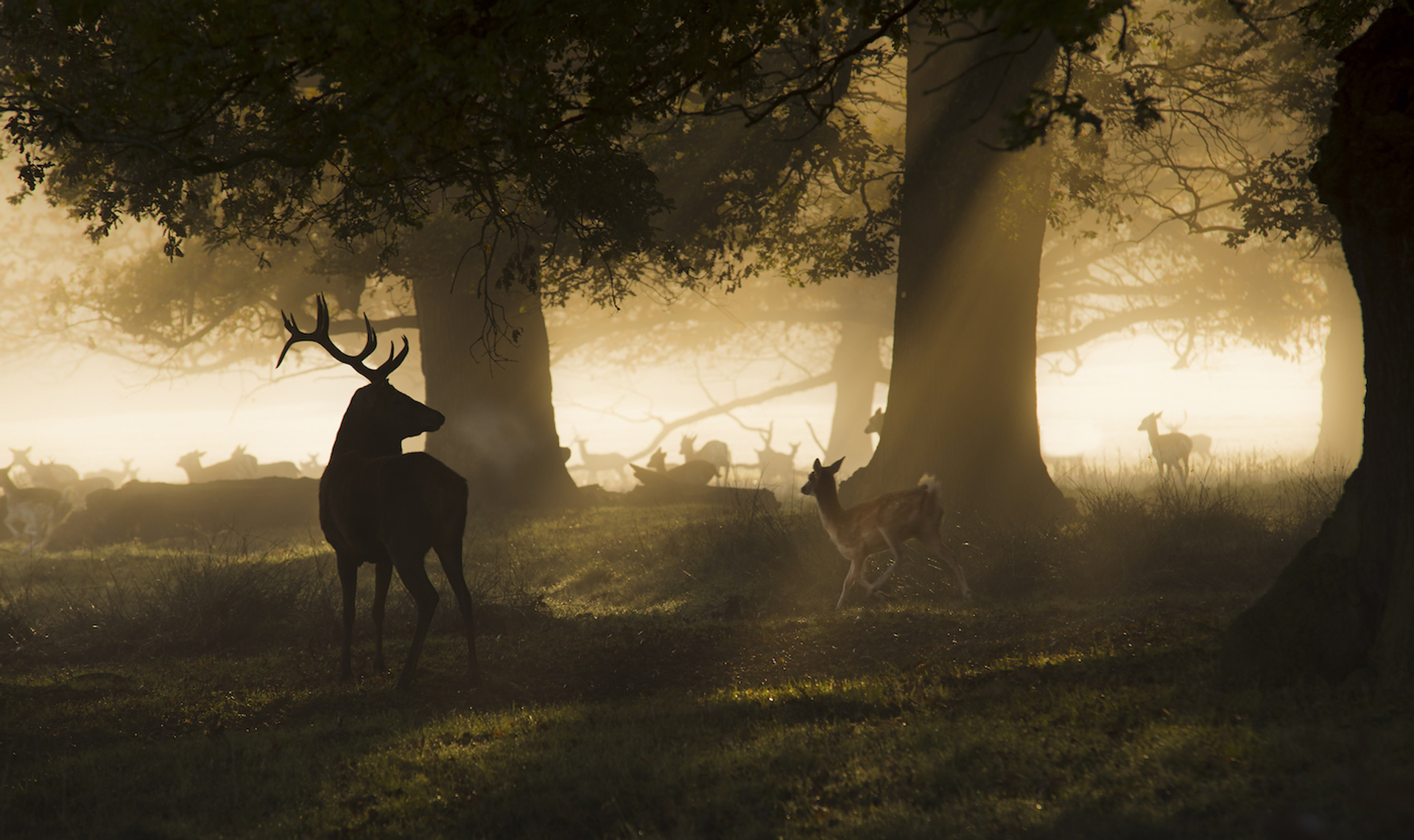 shutterstock_166987241-1618501993