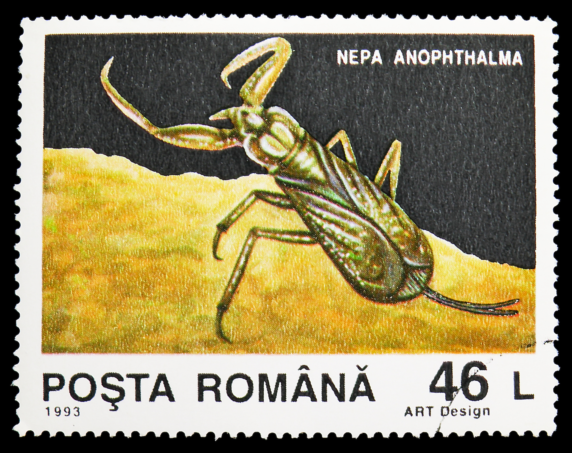 Mirt_Alexander-1636119814