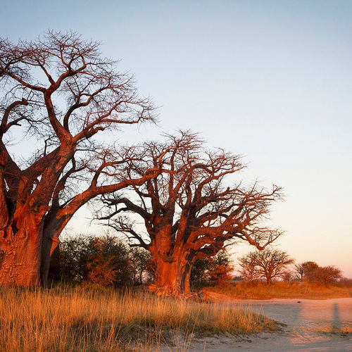 Nxai Pan National Park