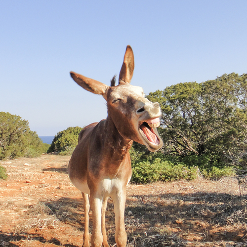 Hoe wilde ezels de dienst uitmaken op Cyprus