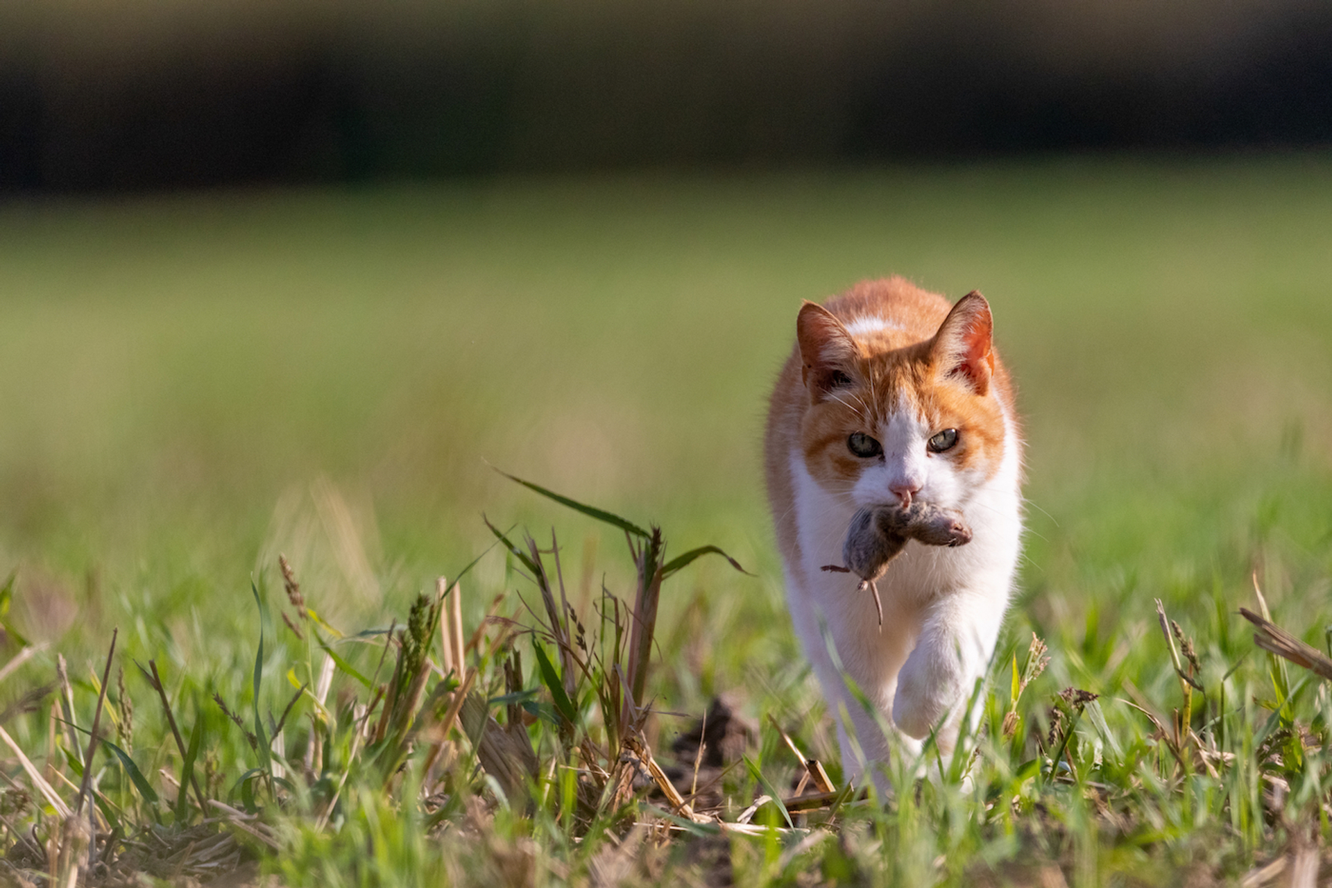 shutterstock_1504188764-1640771980