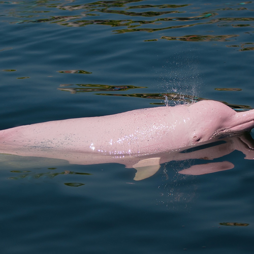 Met uitsterven bedreigd: waarom de roze rivierdolfijn op de rode lijst staat