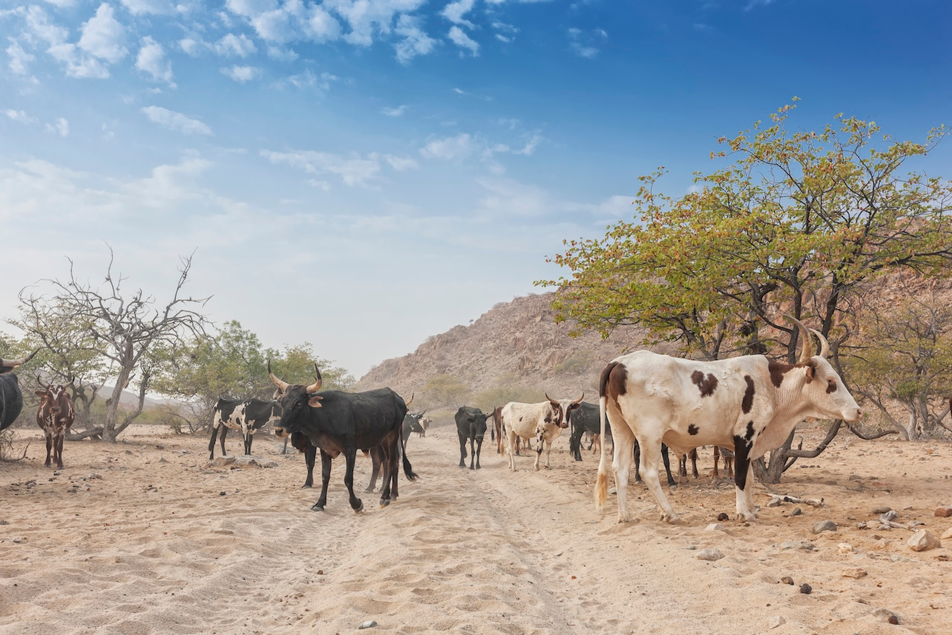 shutterstock_1102331576-1731485778