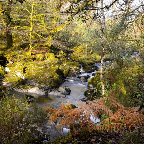 Glengarriff Nature Reserve