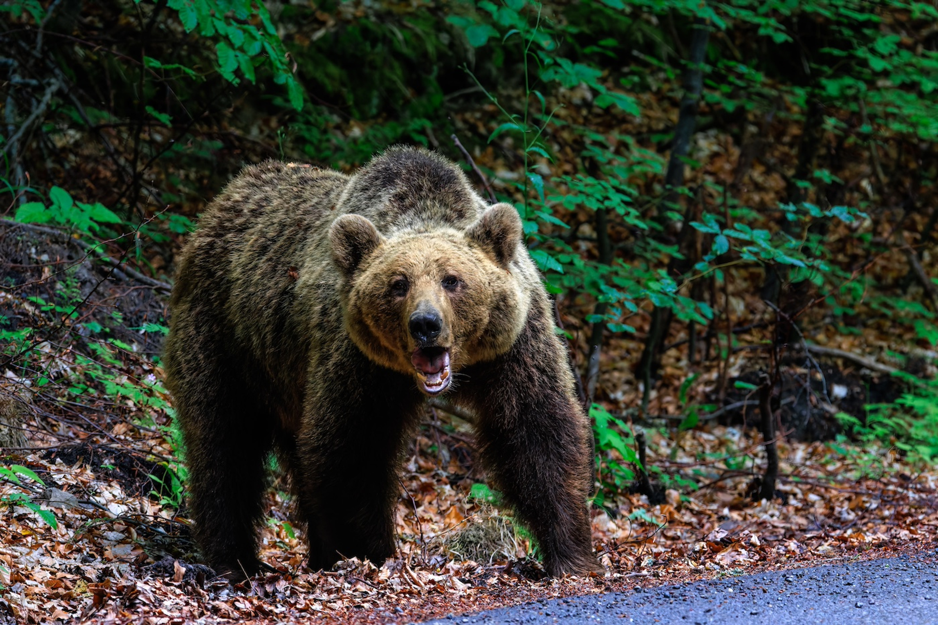 shutterstock_2430755139-1721739071