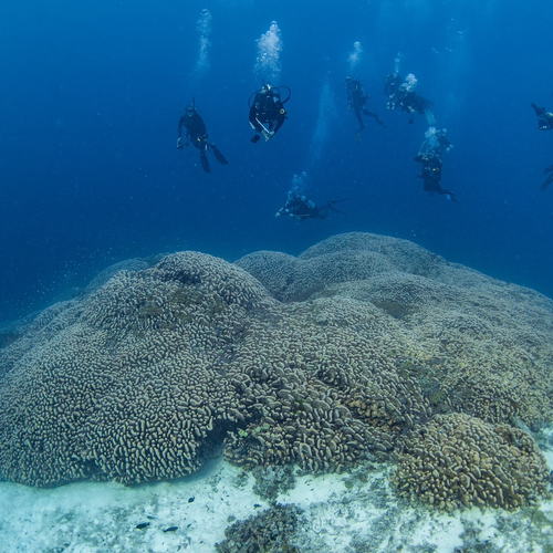 Manu San Felix ontdekte het grootste stuk koraal ter wereld: “Toen ik het zag wist ik het meteen”