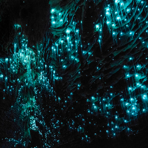 Spot glow in the dark wormen in deze Nieuw-Zeelandse grotten