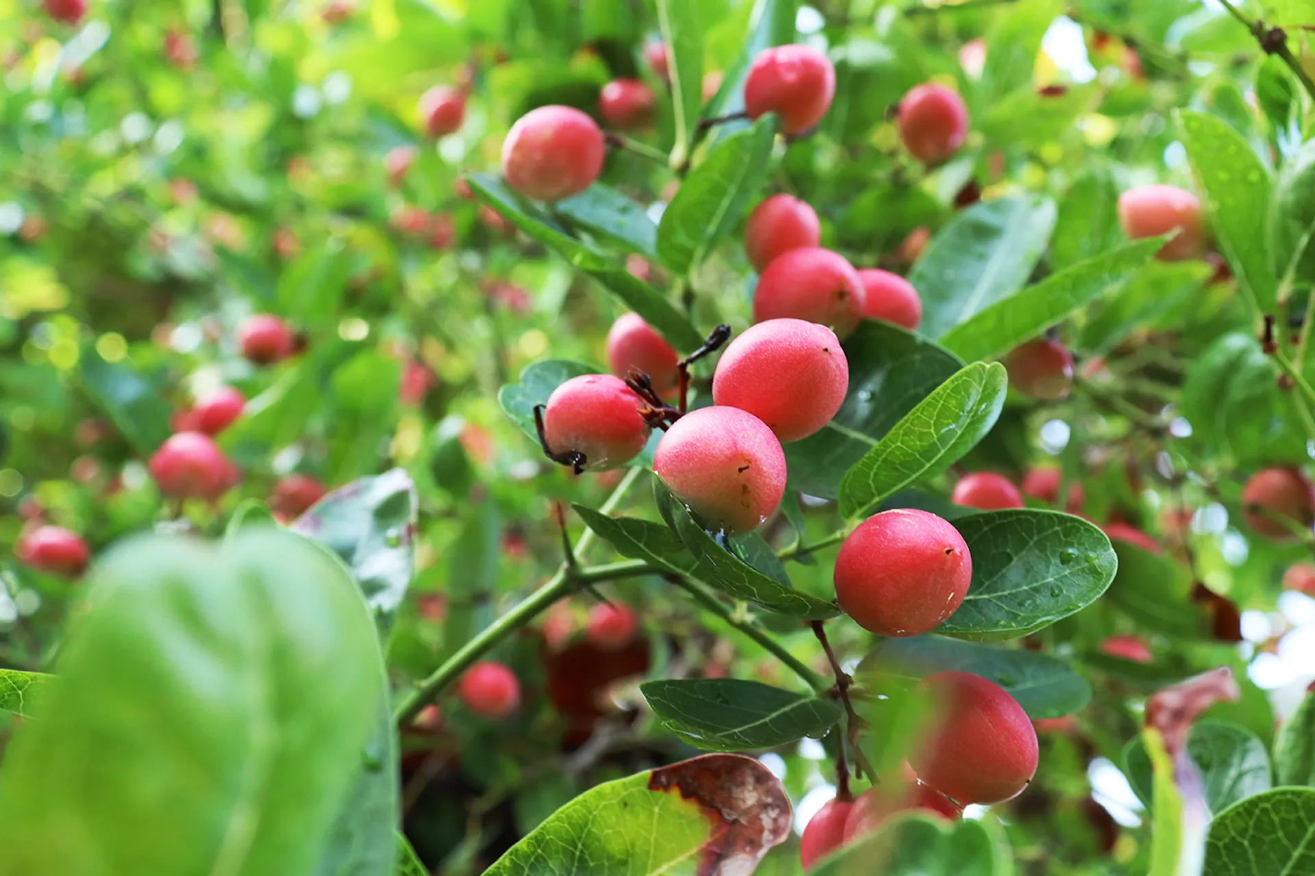 3OR_Miracle_Berry_Zuid-Afrika-1655882042