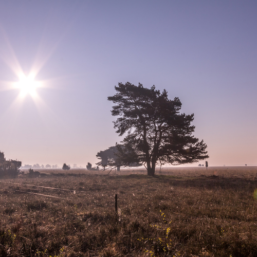 De Maashorst: Nederlands toekomstige oergebied