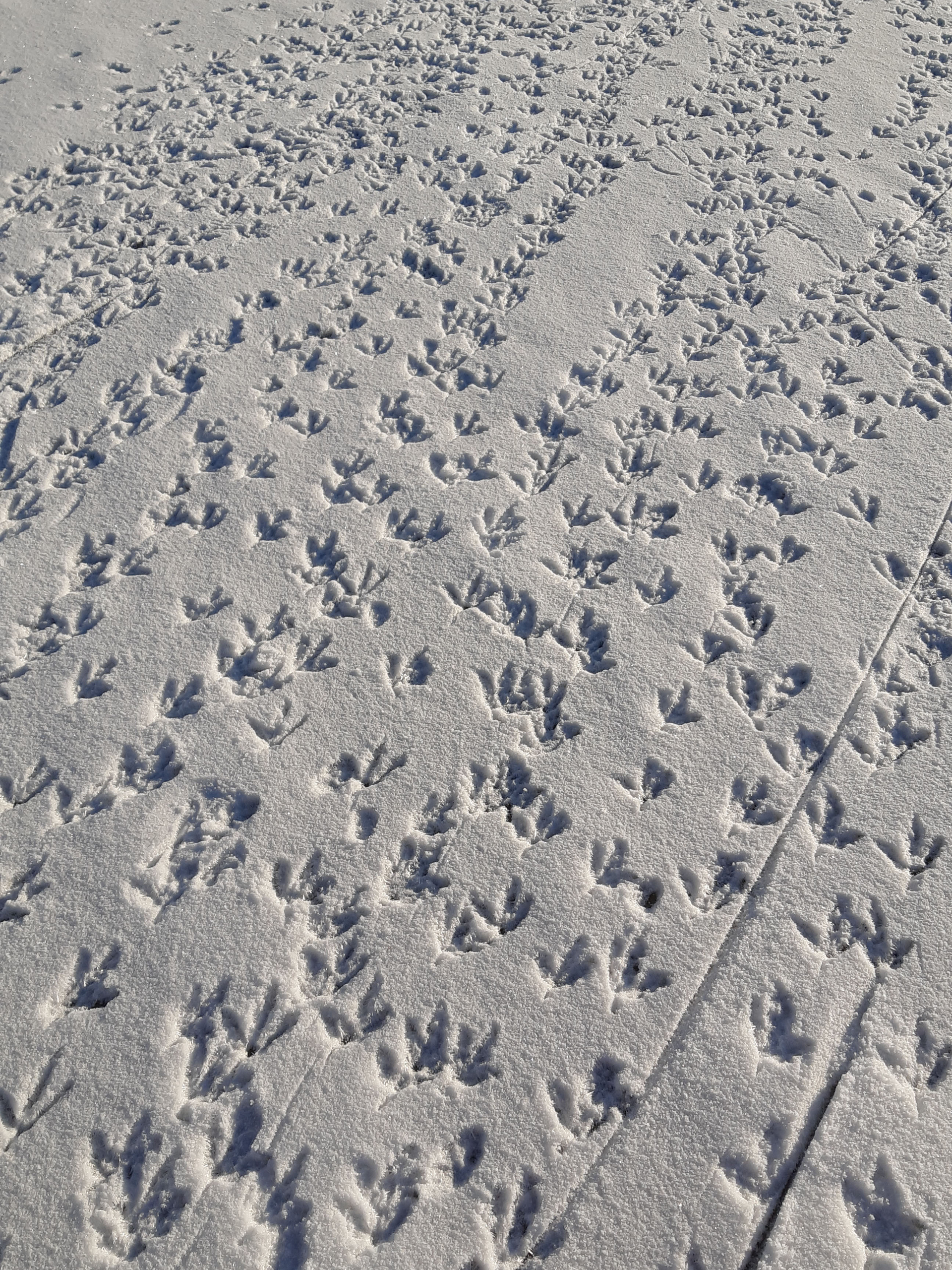 T_van_Zijl_Kromme_mijdrecht-1614085723