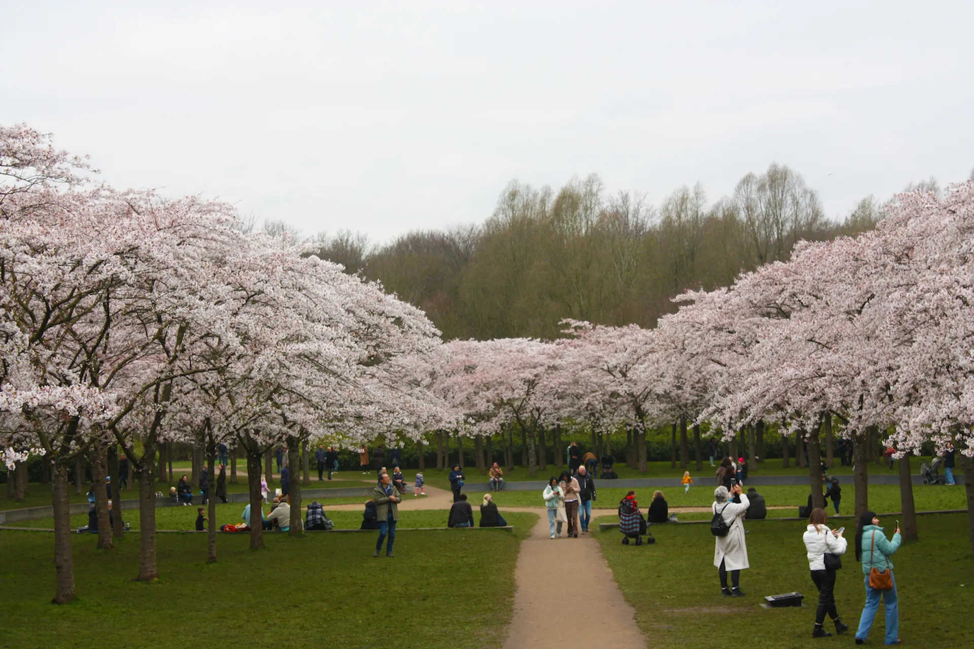 Photoshop_Cherry_Blossom_1-1680188995