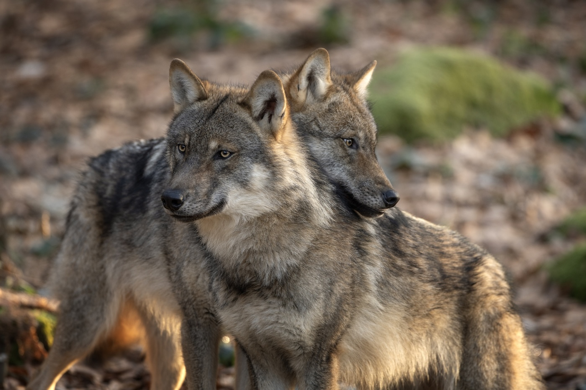 shutterstock_2483195857-1752491457