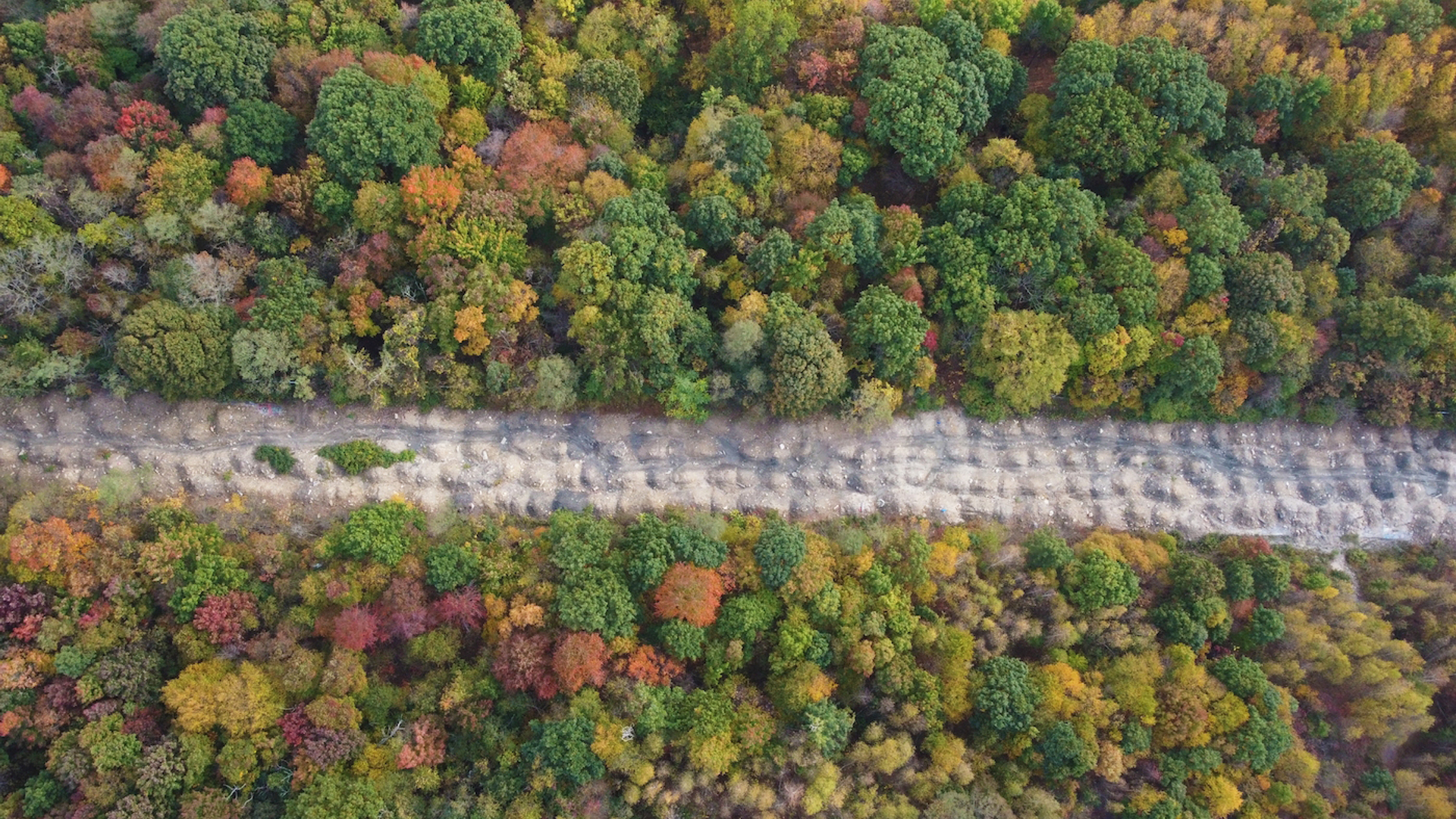 RinTinRon_-1652881432