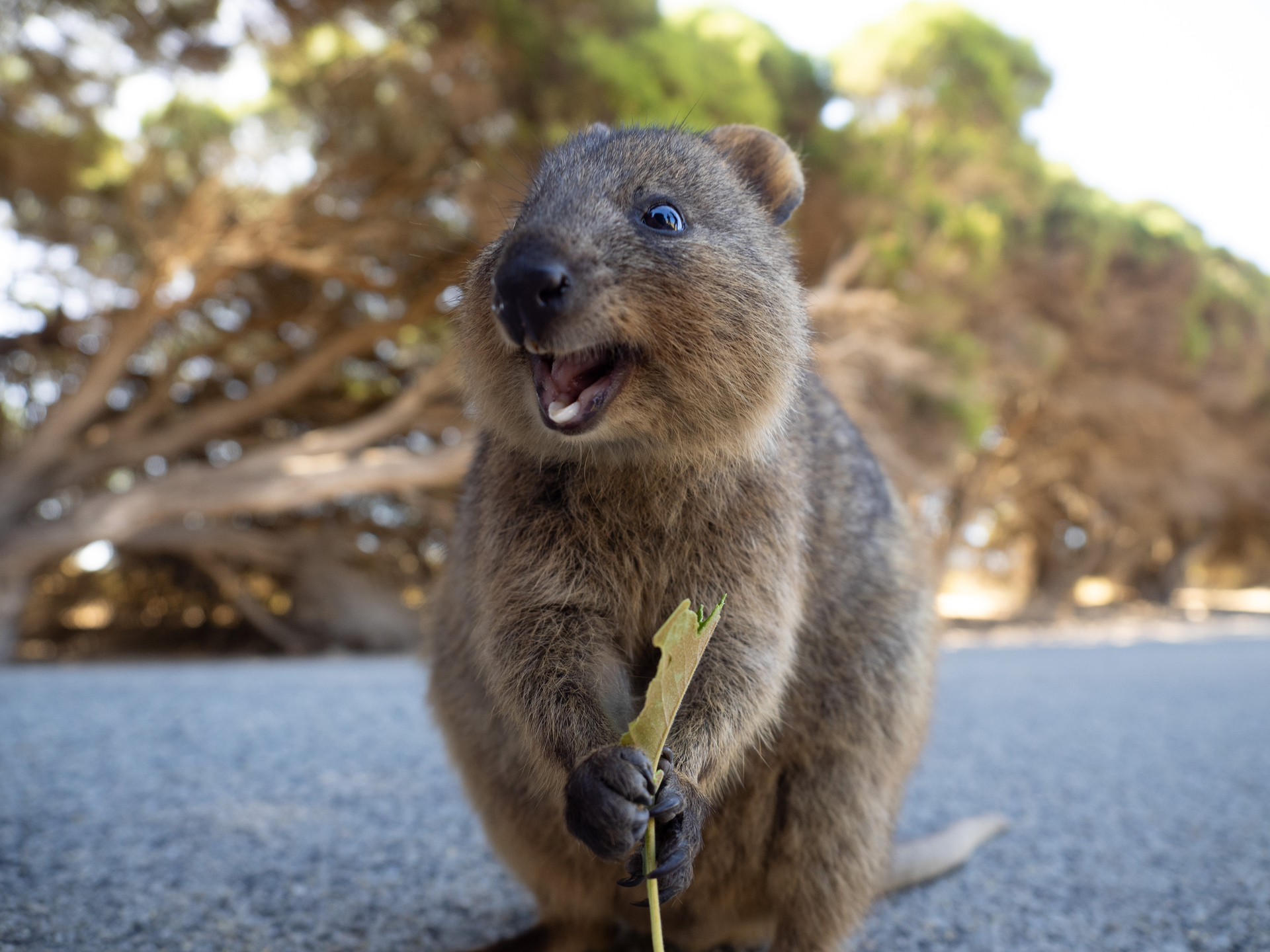 3OR_Quokka_2-1668778746