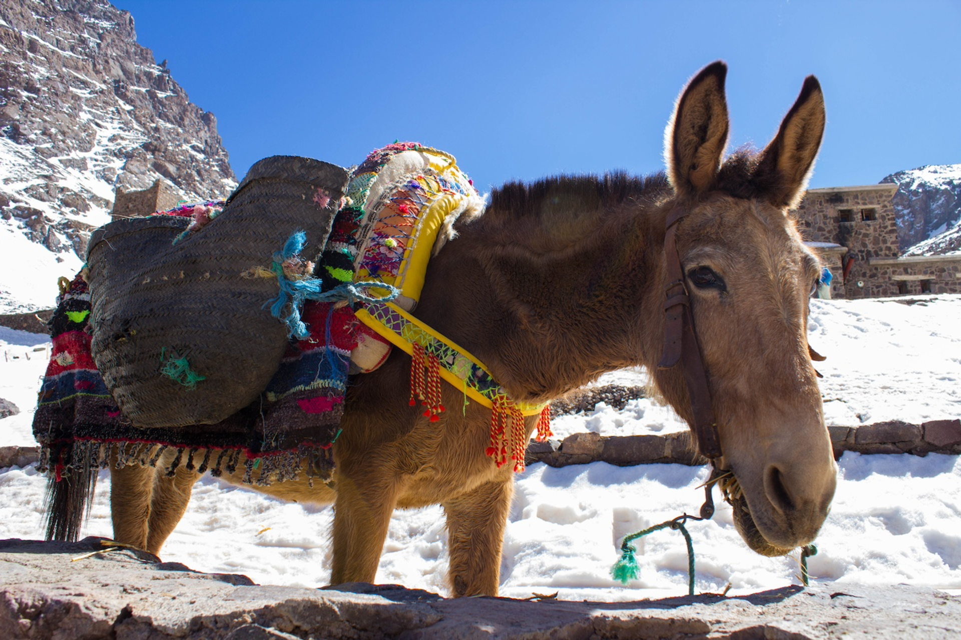 shutterstock_686833309-1725432399