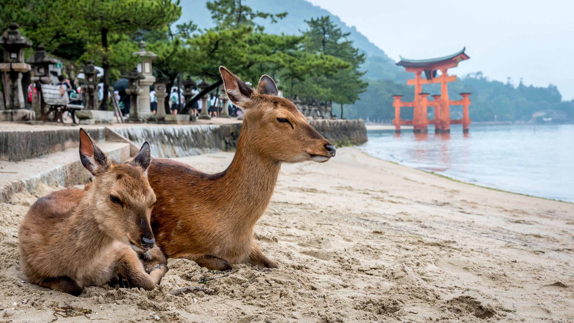 3OR_Japan_herten_Miyajima-1663759433
