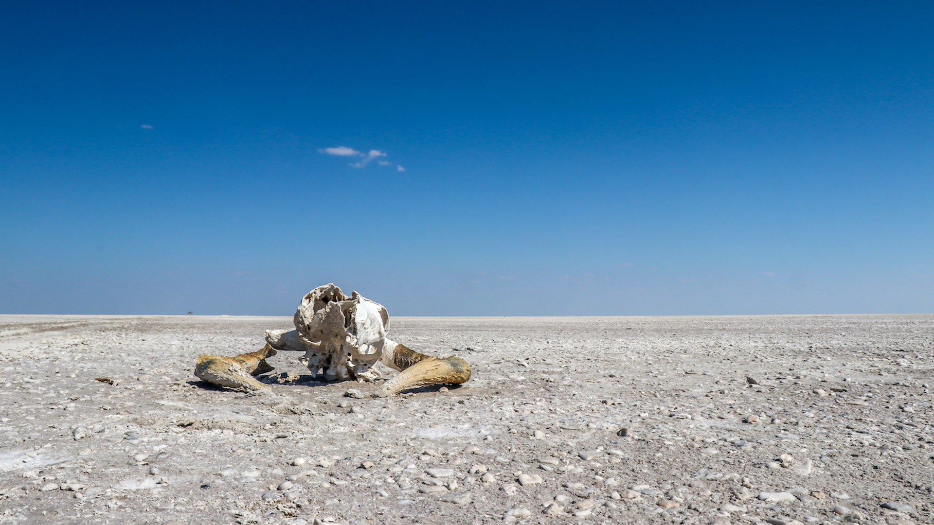 shutterstock_1112543507-1687273127