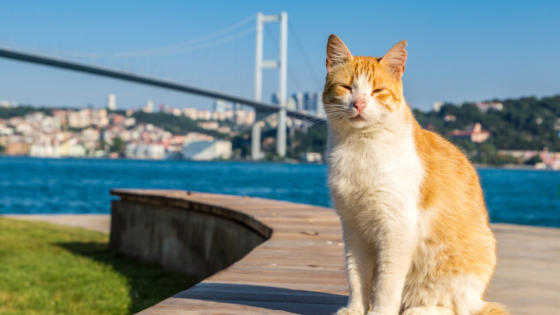 05f154a1-f2e7-4634-8e14-cd0708be437b-1604993874