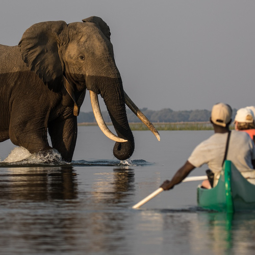 Jullie reiservaringen met wilde dieren: “Ik zat doodsbang in een wankelende boom”