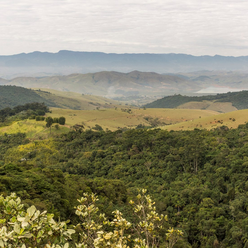 Atlantisch Regenwoud