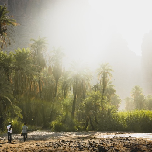 Ontheemding en greenwashing: Hoe de woestijn van Saudi-Arabië één groot bos moet worden