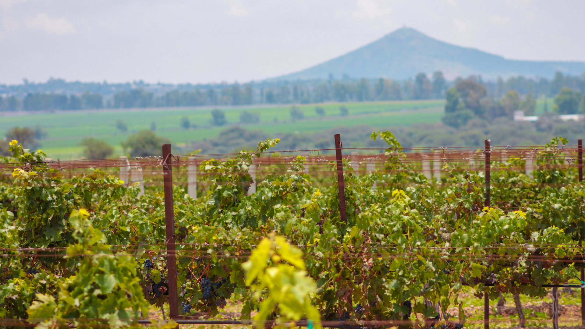 shutterstock_jacomergo-1677772624