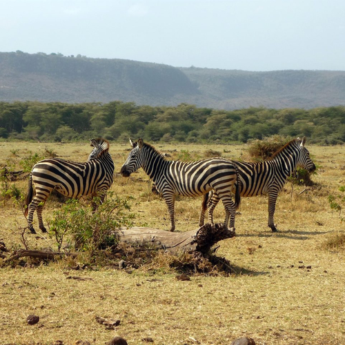 Lake Manyara National Park