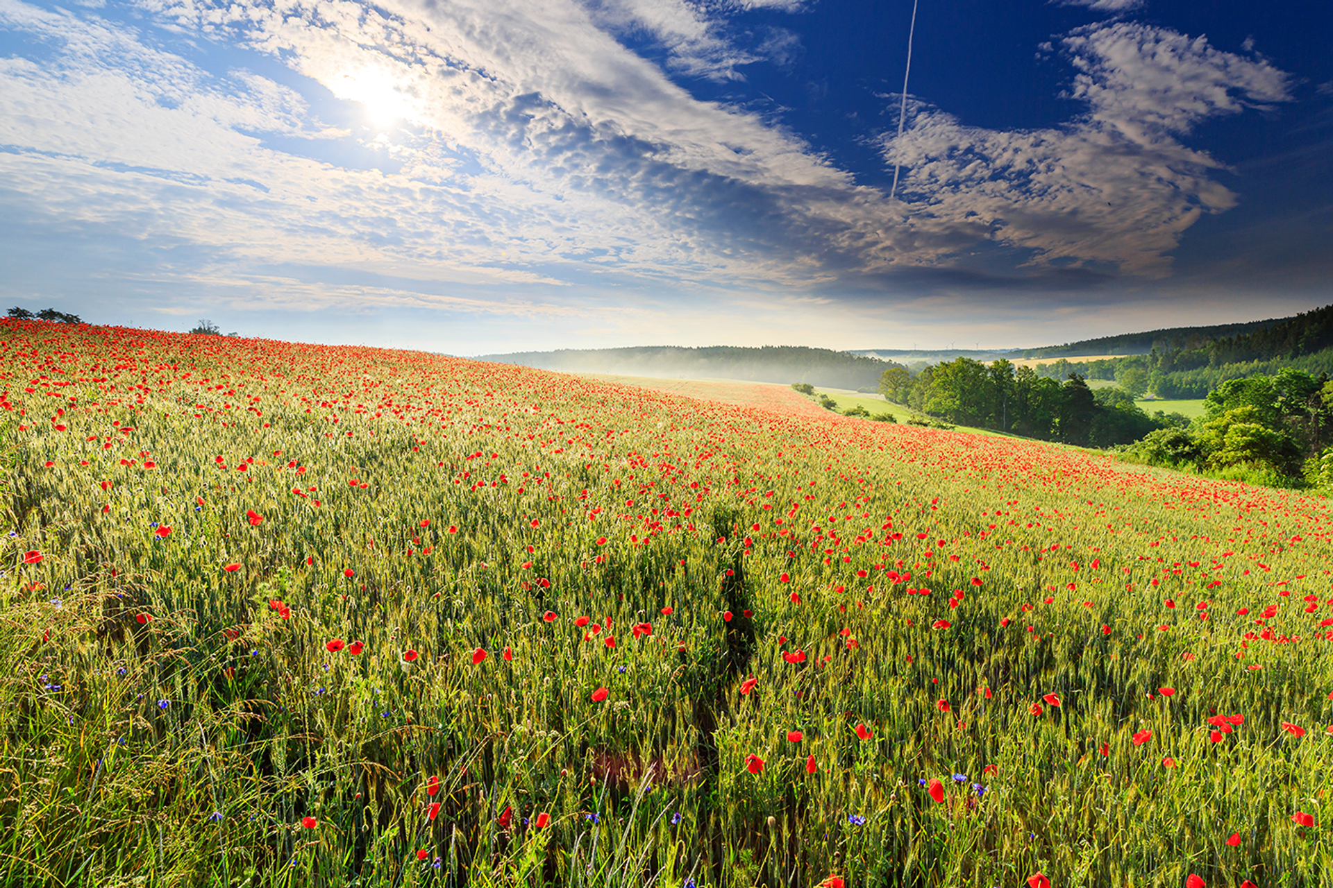 3OR_Klaprozen_in_Thu_ringen-1650466854