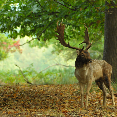 Safari in Zeeland: op zoek naar de 'Zeeuwse Big 5'