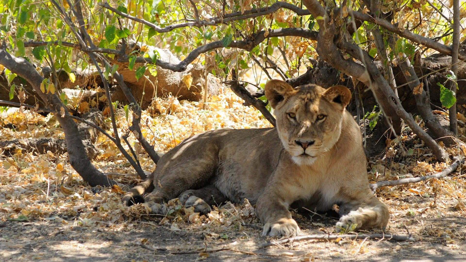 16ed5c85-7950-46bc-b16e-9a35f7098873-1605104700