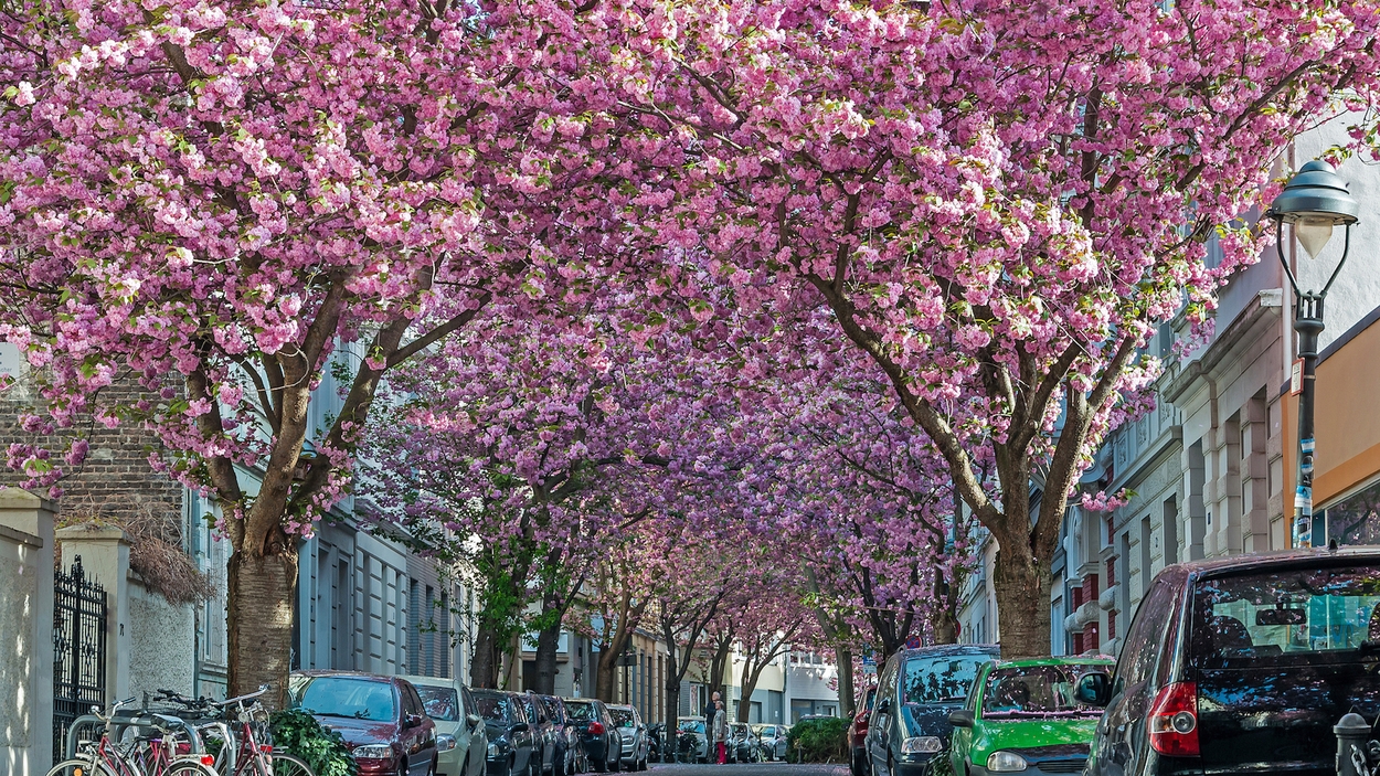 Bonn heerstrasse blossom sakura