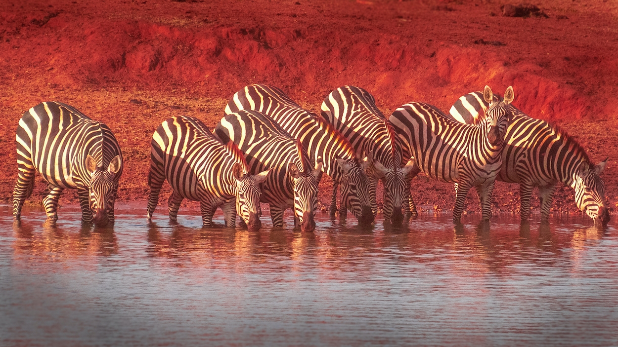 Zebra's Kenia
