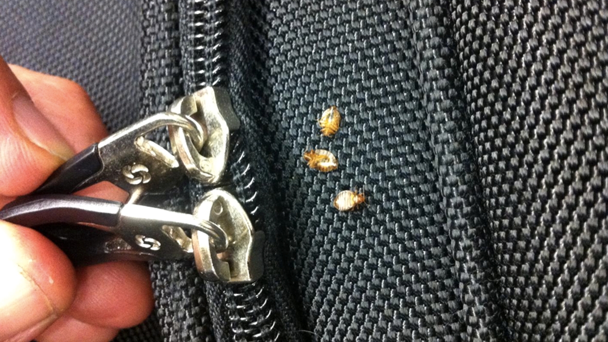 Bed bugs bagage