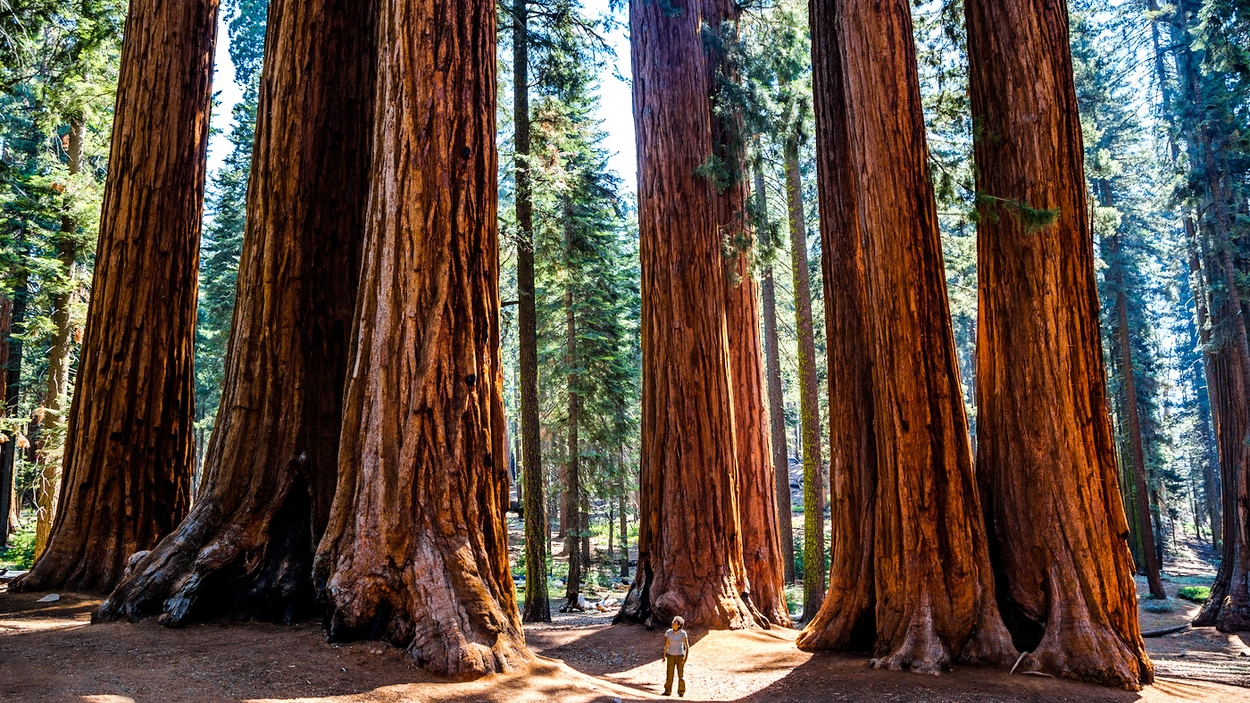 Redwoods6