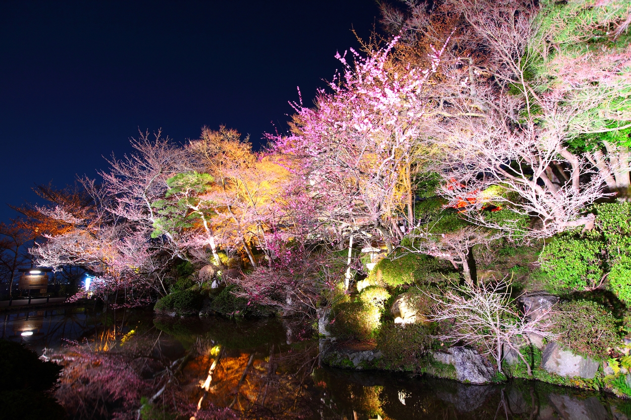 Sakura lichtjes
